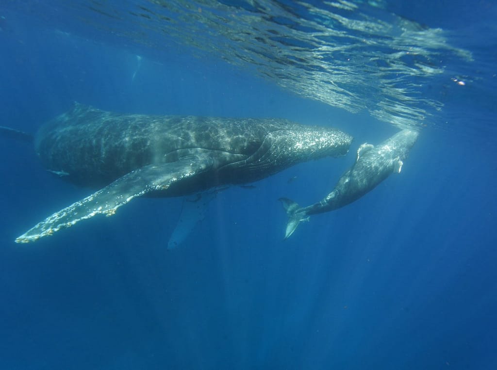 ザトウクジラ親子