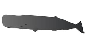 マッコウクジラ