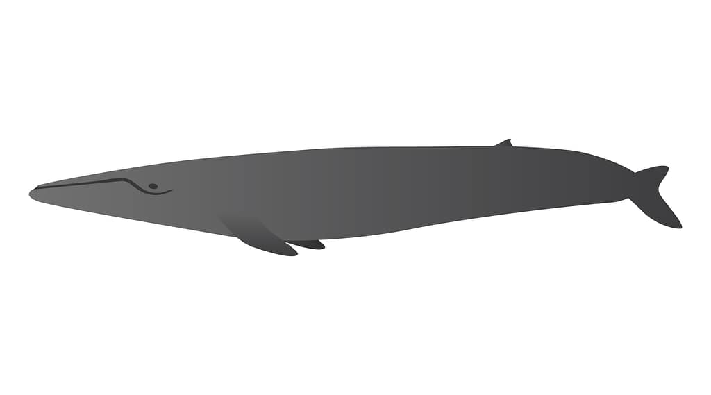 シロナガスクジラ