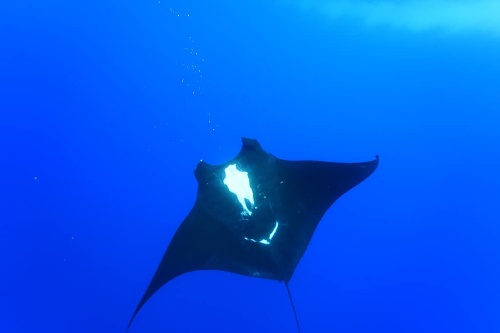 マンタ、オニイトマキエイ、ブラックマンタ