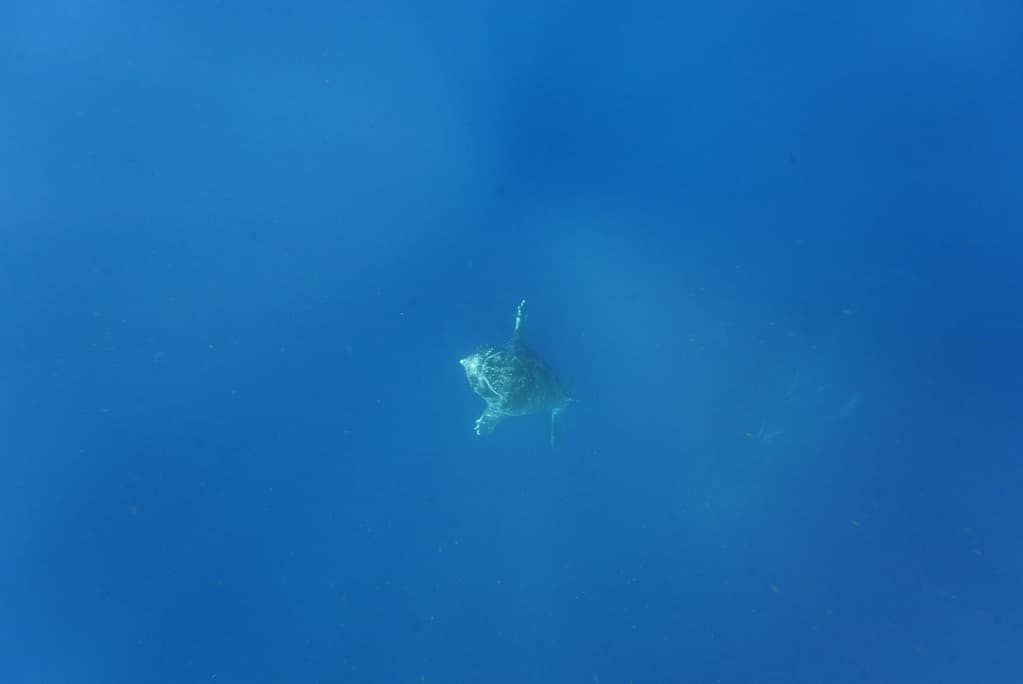 ザトウクジラ親子