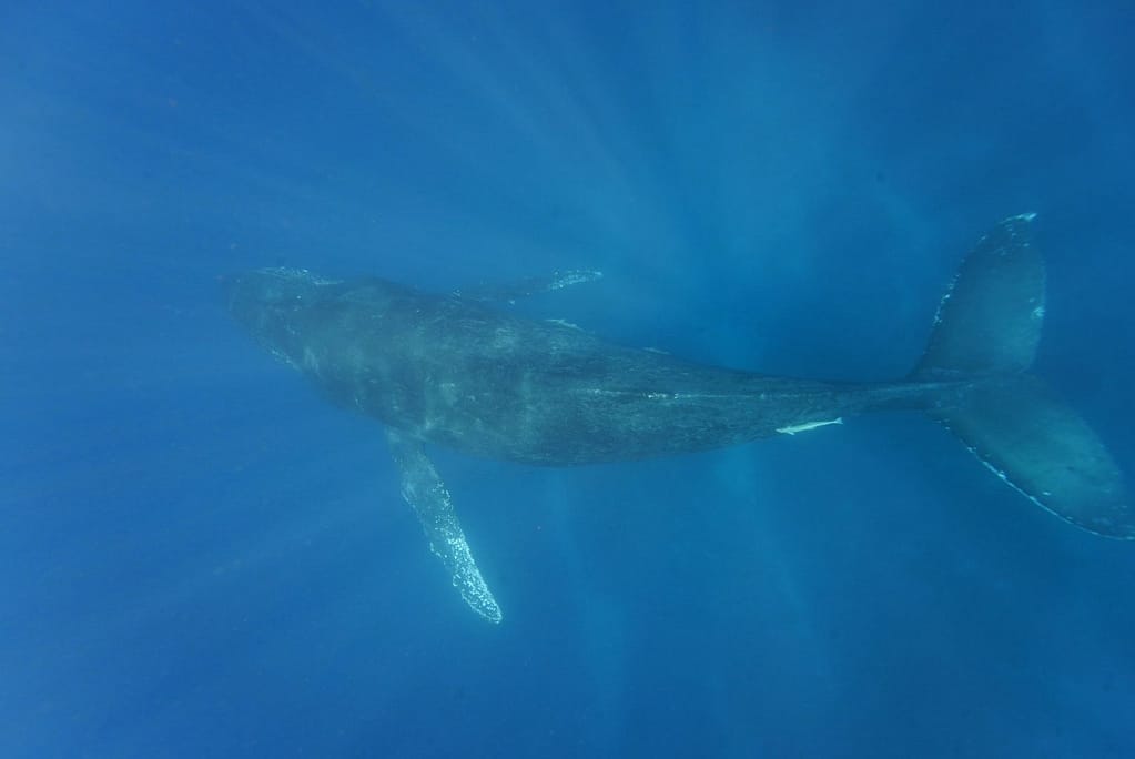 ザトウクジラ