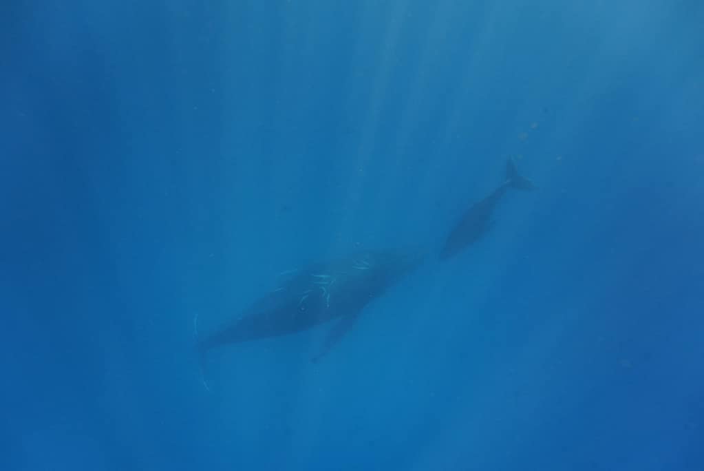 ザトウクジラ親子