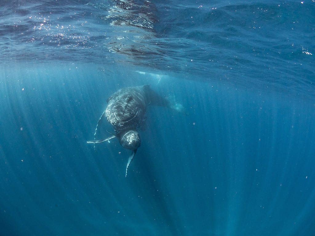 ザトウクジラ親子