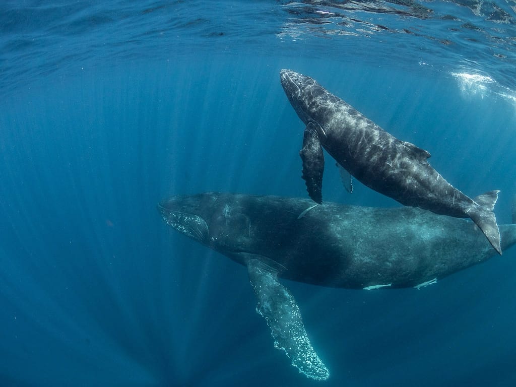 ザトウクジラ親子
