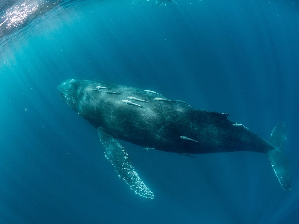 ザトウクジラ親子