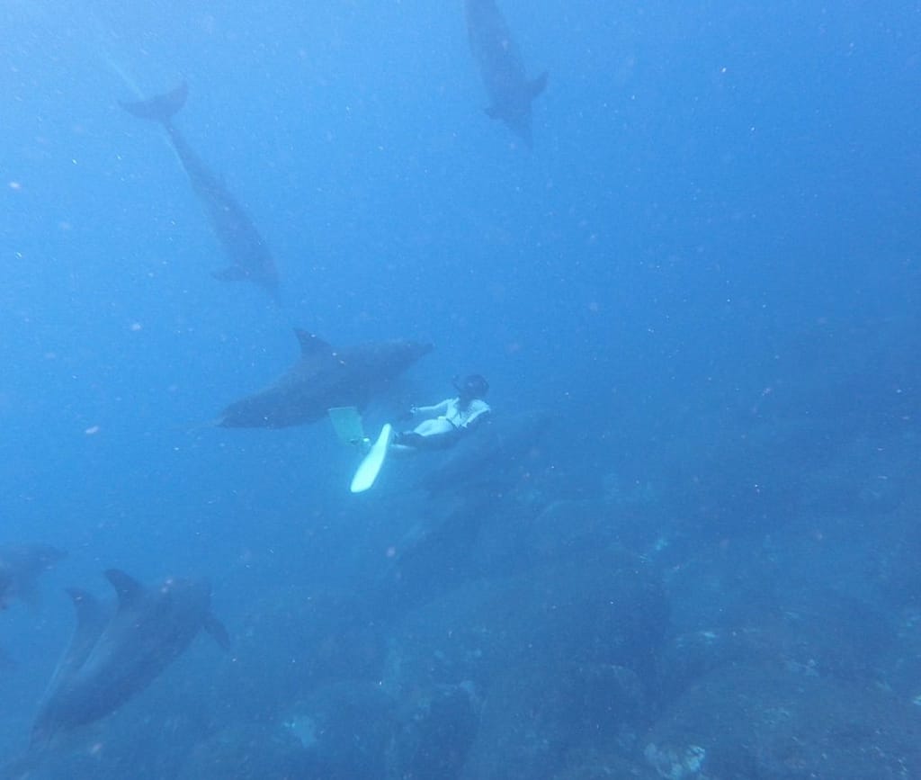 ドルフィンスイム