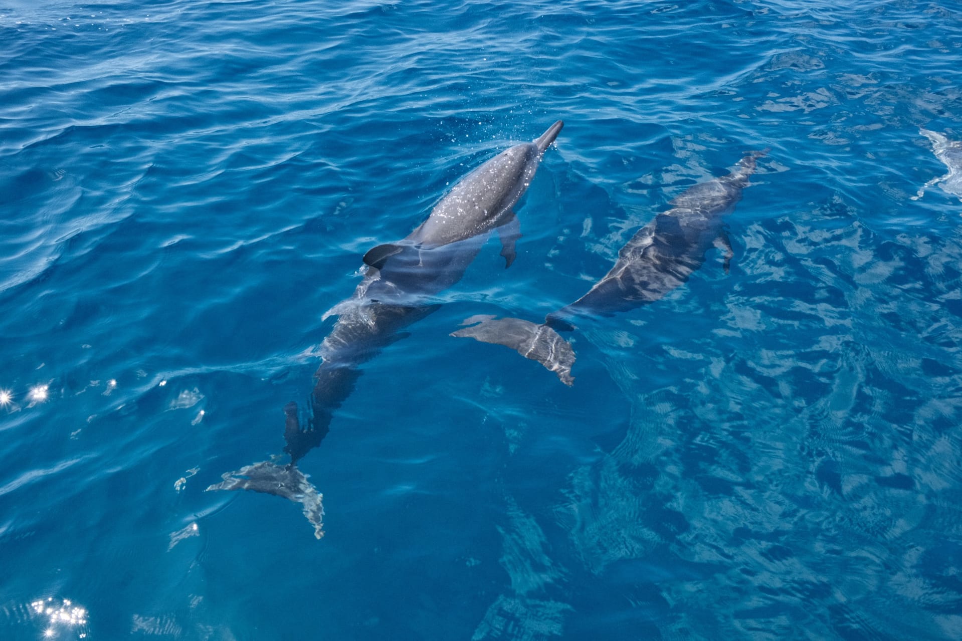 ハシナガイルカ