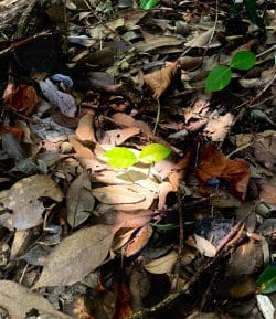 日が当たっている芽
