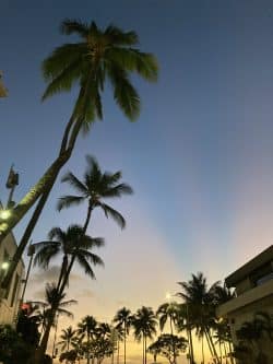ヤシの木と夕日、マジックアワー、ハワイ
