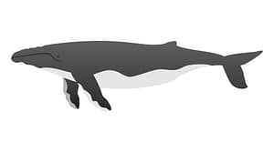 ザトウクジラ