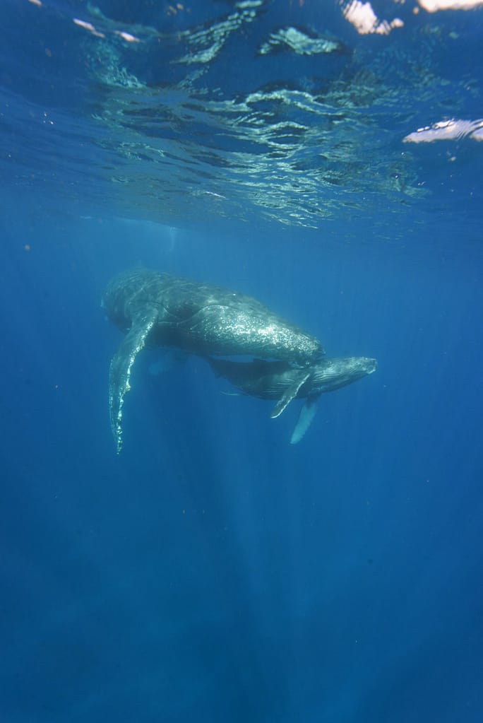 ザトウクジラ親子