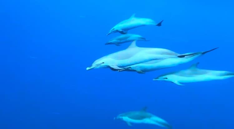 マダライルカ、イルカの群れ