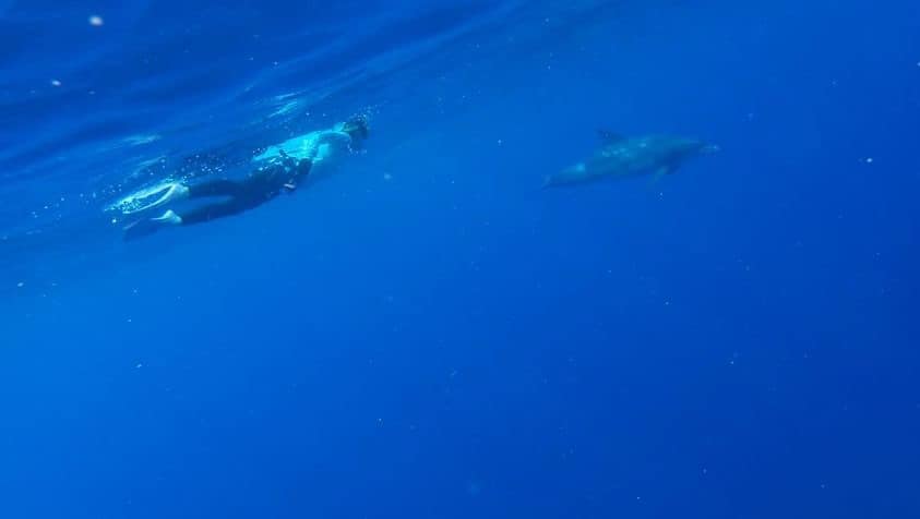 ドルフィンスイム