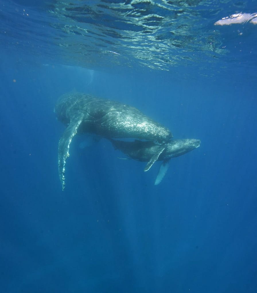 ザトウクジラ親子